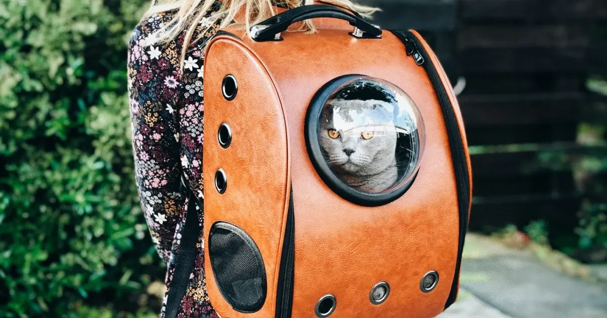 Grey Cat in Orange Carrier