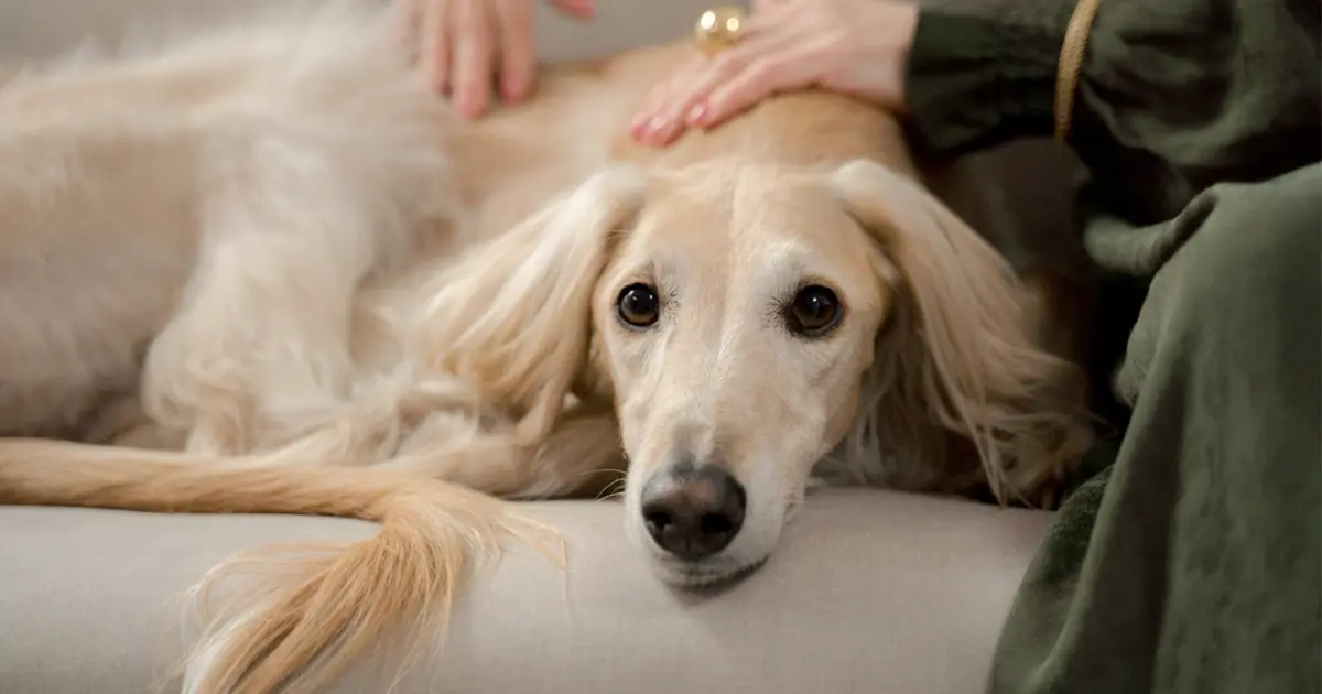 Afghan Hound Dog being pet on couch