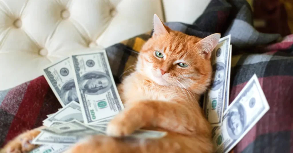Save money orange domesticated short hair cat
