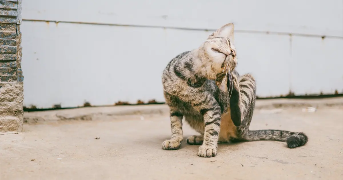 Tabby domesticated short hair cat scratching ear