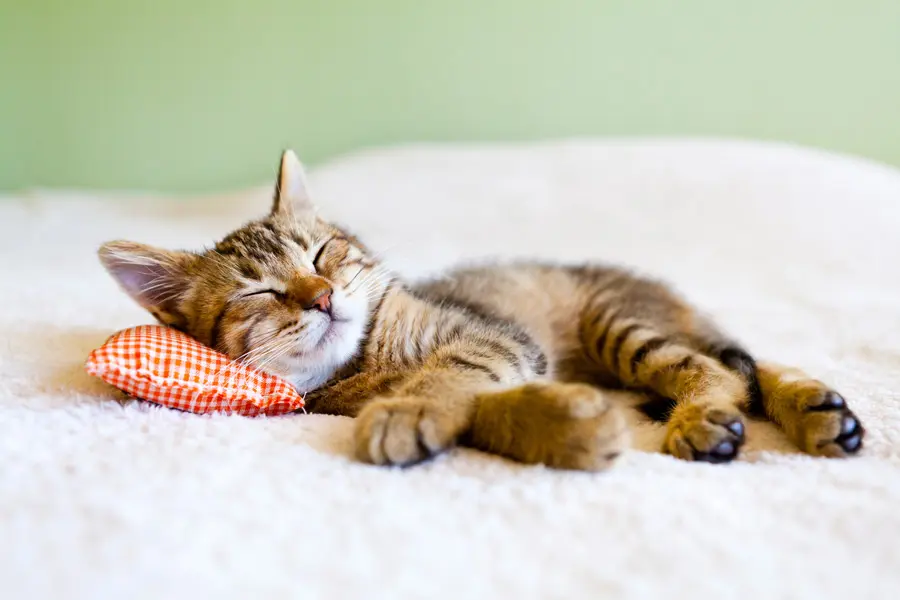 cute cat laying on a bed and pillow