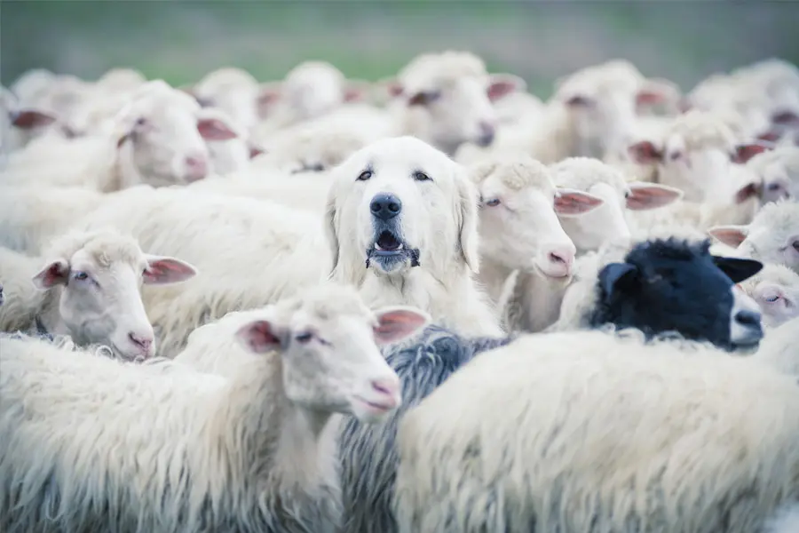 white dog lost in a herd of sheep