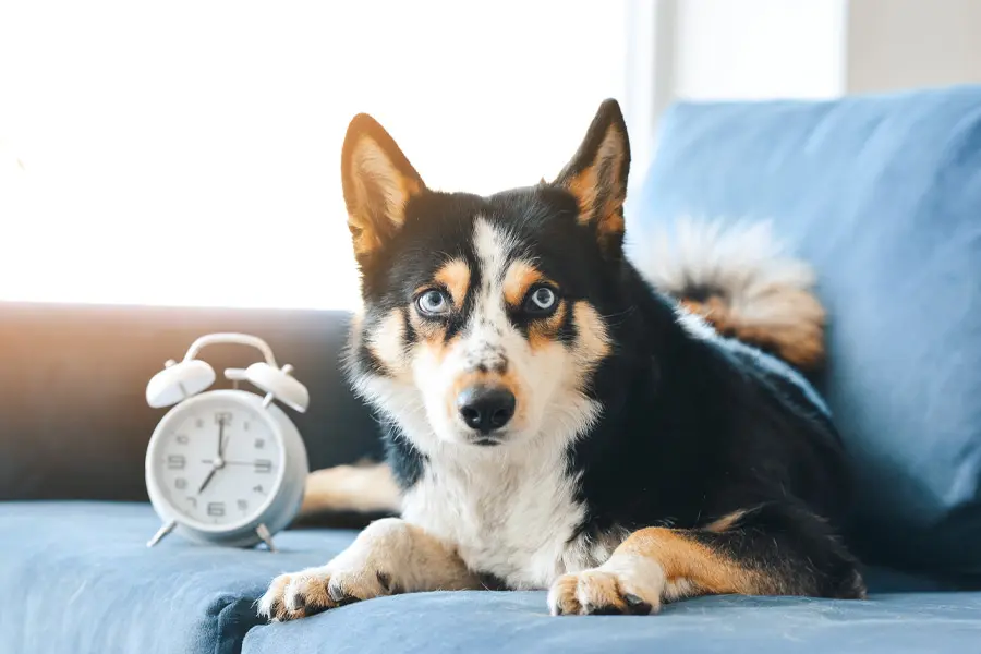 black and white dog on a blue couch with a white classic alarm clock