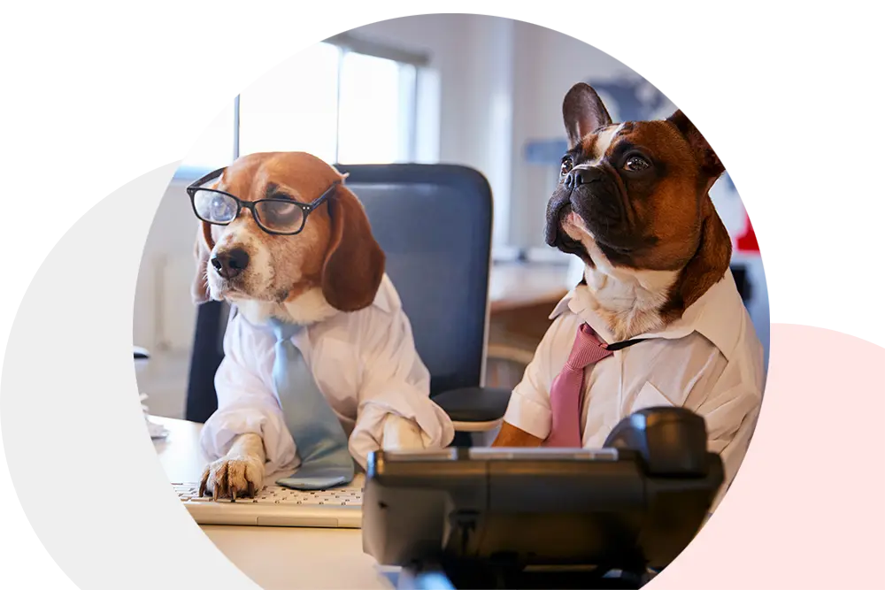 Beagle dog wearing glasses and a tie and a Boston Terrier dog wearing tie