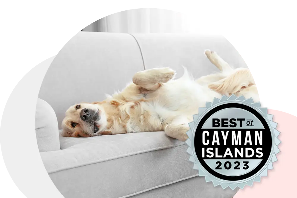 Best of Cayman 2023 Golden Retriever of on Couch The Mobile Vet Company Cayman