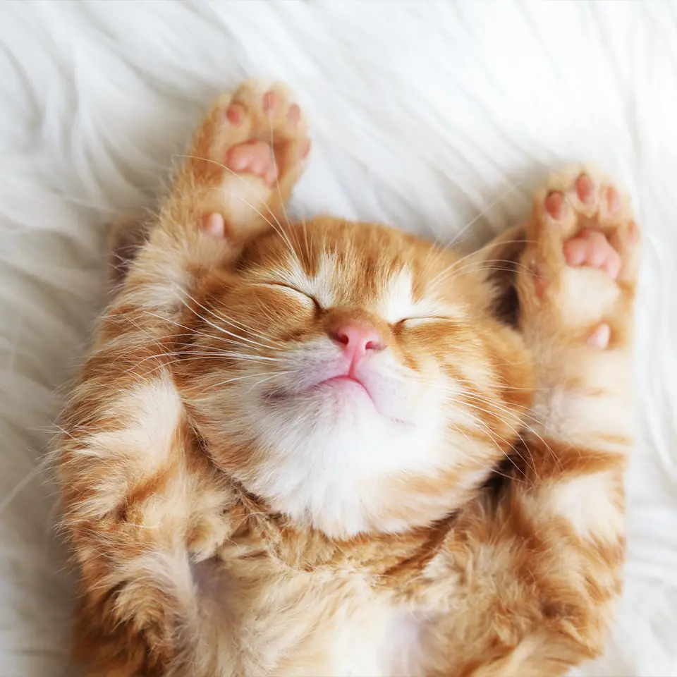 red kitten laying with their paws up sleeping