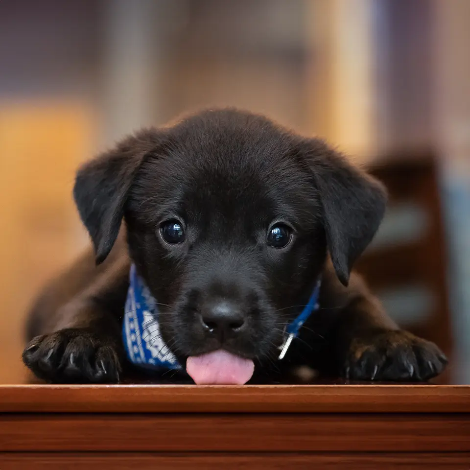 cute black puppy licking a desk