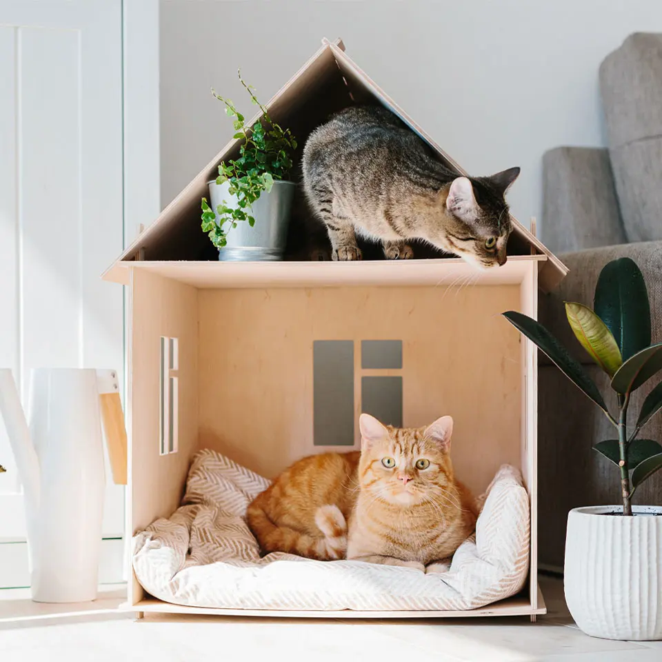 two cats in a house relaxing waiting for the vets to arrive