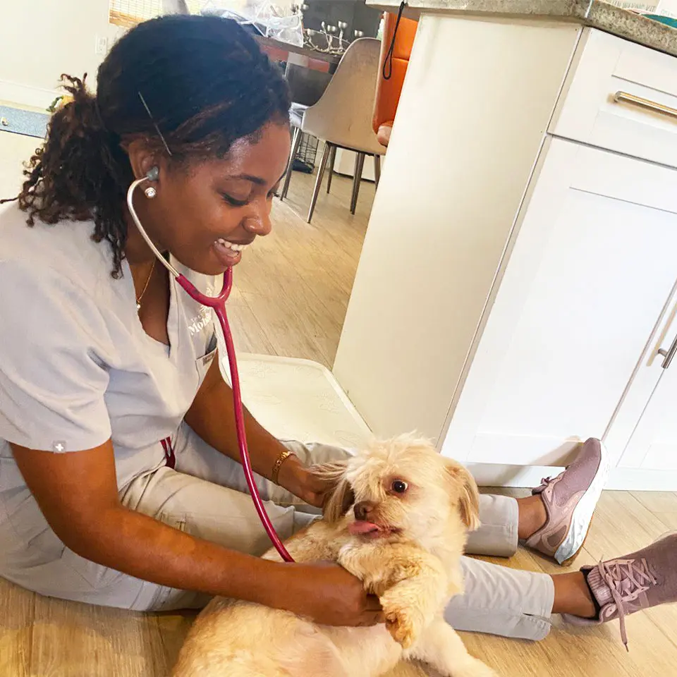 Dr Tracy with the mobile vet company checking a small dogs heart in a home.