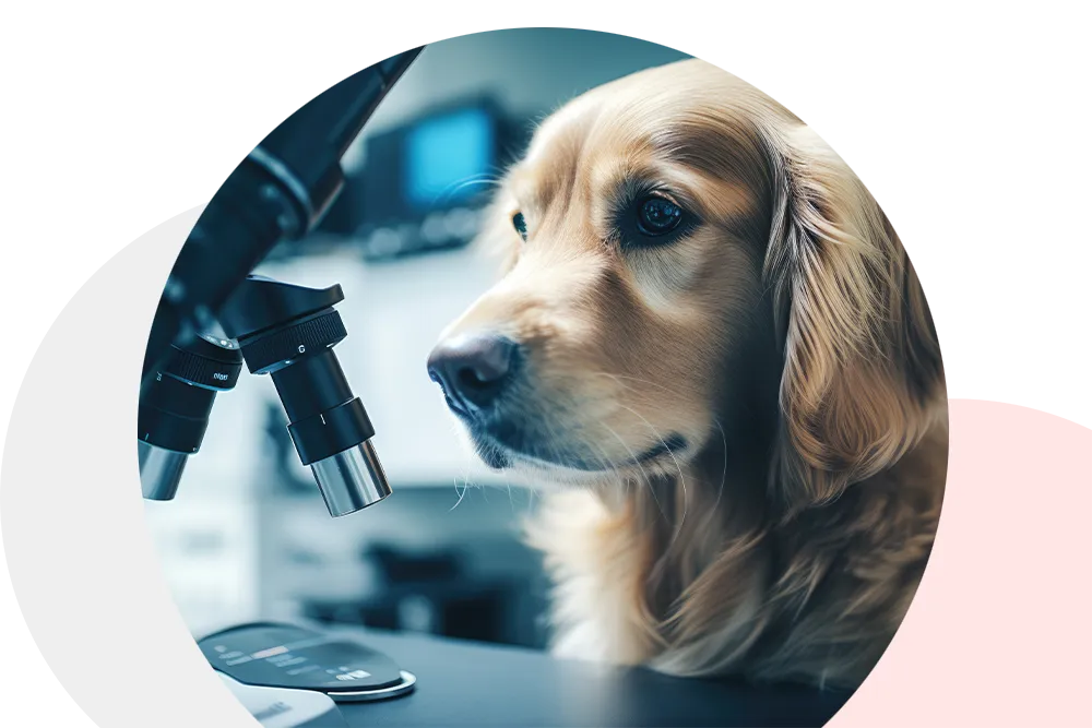 yellow lab looking at a microscope