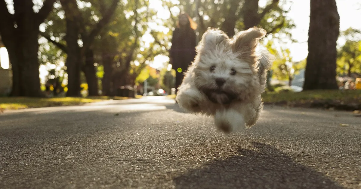 white-puppy-running-away-on-a-road