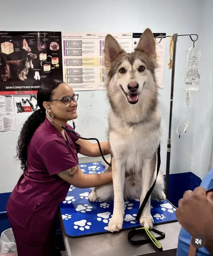 Dr. Teneka Barcelo Smiling Siberian Husky sitting on a veterinary exam table while a vet listens to its heart with a stethoscope.